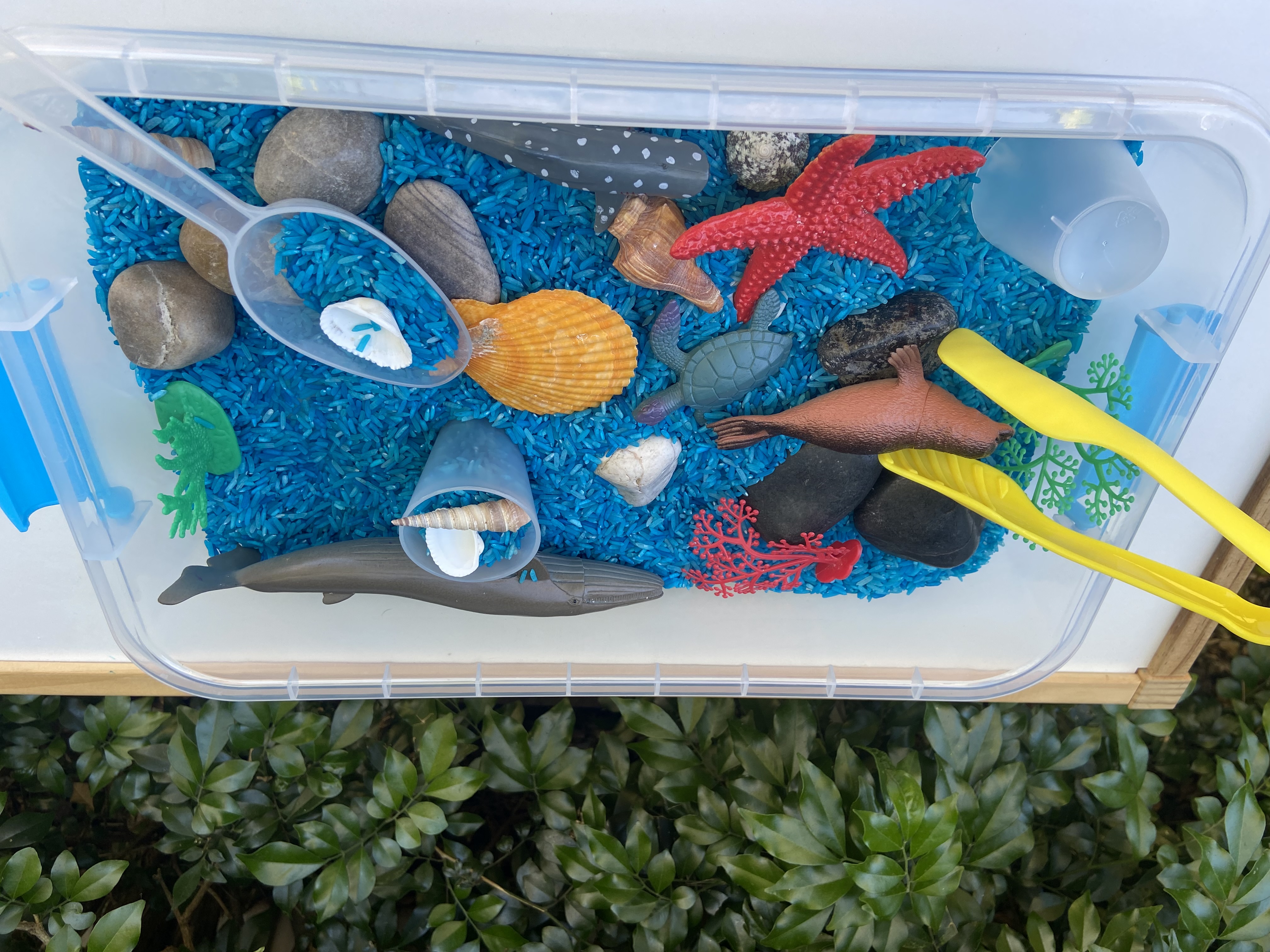 Little Ocean Sensory detail photo